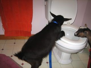 IMAGE: http://i145.photobucket.com/albums/r221/ecotton22/Goats/IMG_3166.jpg