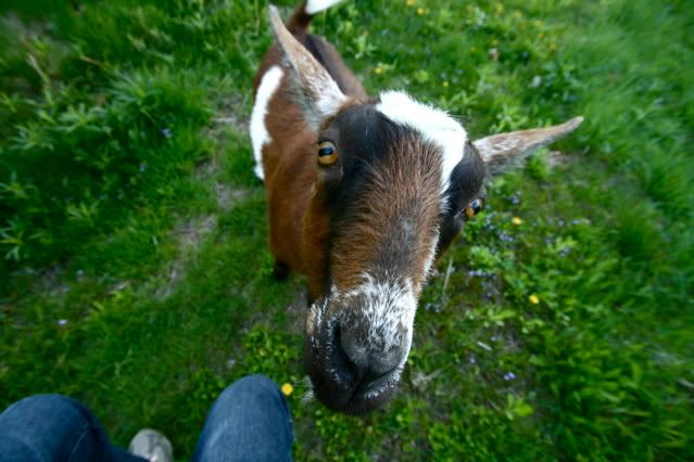 IMAGE: http://i145.photobucket.com/albums/r221/ecotton22/Goats/IMG_6117.jpg