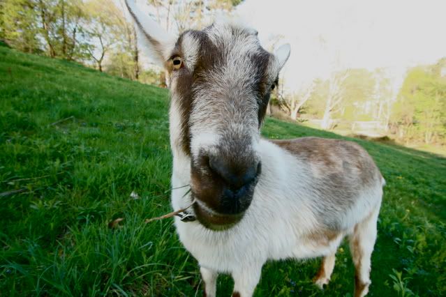 IMAGE: http://i145.photobucket.com/albums/r221/ecotton22/Goats/IMG_6119.jpg