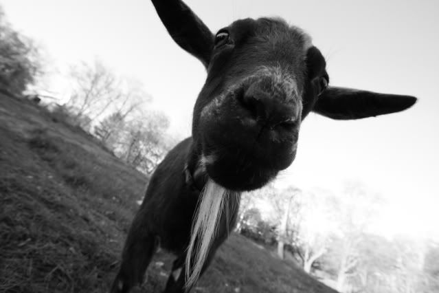 IMAGE: http://i145.photobucket.com/albums/r221/ecotton22/Goats/IMG_6123.jpg