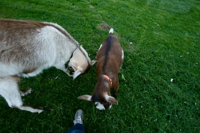 IMAGE: http://i145.photobucket.com/albums/r221/ecotton22/Goats/IMG_6127.jpg