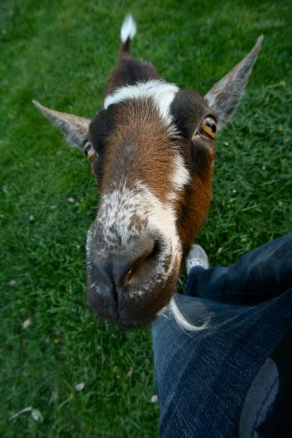 IMAGE: http://i145.photobucket.com/albums/r221/ecotton22/Goats/IMG_6138.jpg