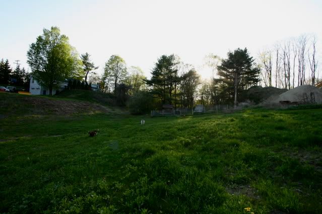 IMAGE: http://i145.photobucket.com/albums/r221/ecotton22/Goats/IMG_6150.jpg