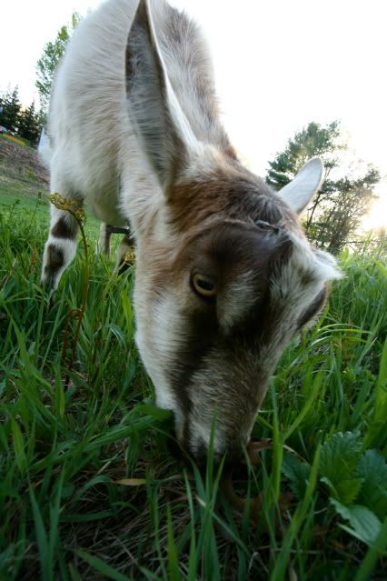 IMAGE: http://i145.photobucket.com/albums/r221/ecotton22/Goats/IMG_6158.jpg