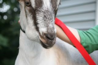 Help-- Lump on Face - The Goat Spot - Goat Forum