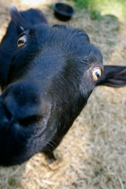 IMAGE: http://i145.photobucket.com/albums/r221/ecotton22/IMG_3429.jpg