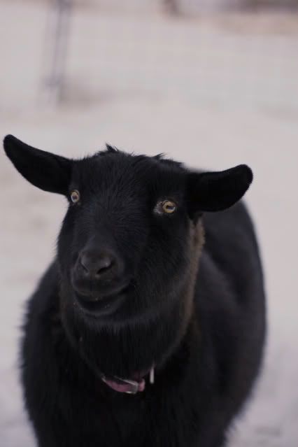 IMAGE: http://i145.photobucket.com/albums/r221/ecotton22/IMG_5288.jpg