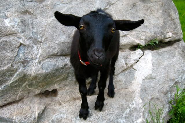 IMAGE: http://i145.photobucket.com/albums/r221/ecotton22/IMG_5984.jpg