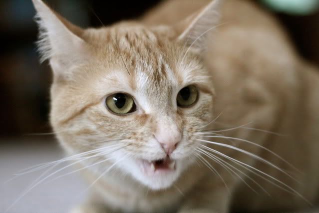 IMAGE: http://i145.photobucket.com/albums/r221/ecotton22/IMG_6540_2.jpg