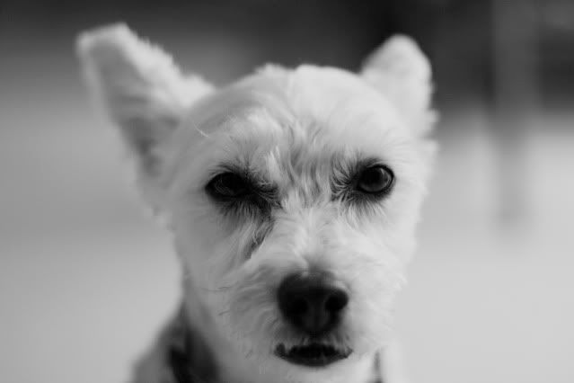 IMAGE: http://i145.photobucket.com/albums/r221/ecotton22/IMG_6617.jpg