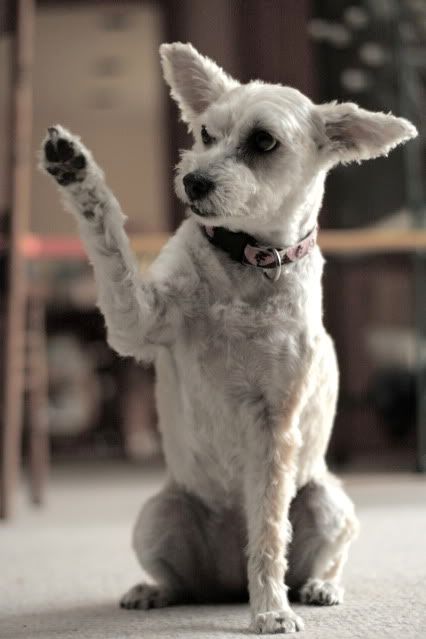 IMAGE: http://i145.photobucket.com/albums/r221/ecotton22/IMG_6638_2.jpg