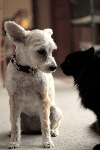 IMAGE: http://i145.photobucket.com/albums/r221/ecotton22/IMG_6642_2.jpg