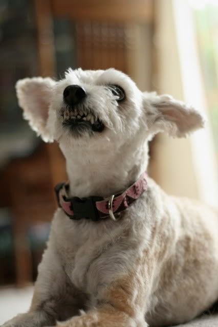 IMAGE: http://i145.photobucket.com/albums/r221/ecotton22/IMG_6663_2.jpg