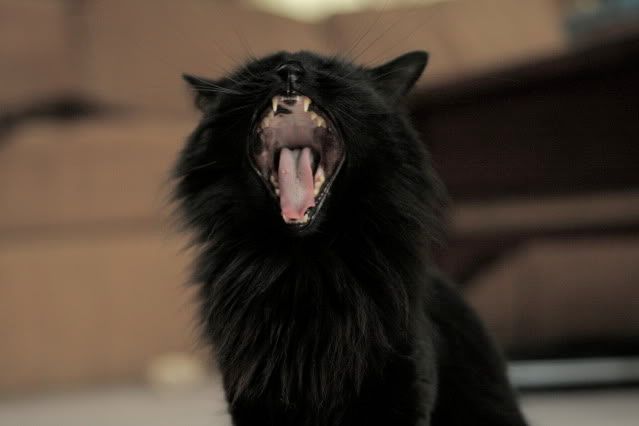 IMAGE: http://i145.photobucket.com/albums/r221/ecotton22/IMG_6713_2.jpg