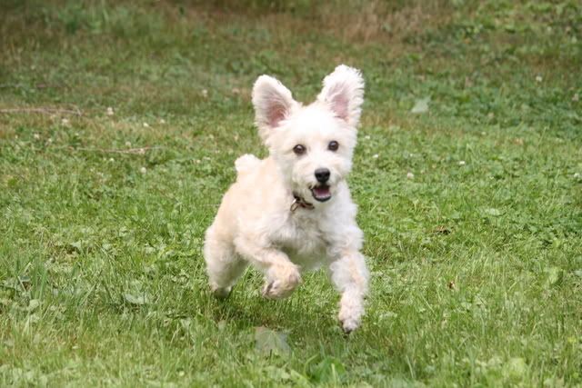 IMAGE: http://i145.photobucket.com/albums/r221/ecotton22/IMG_8104.jpg