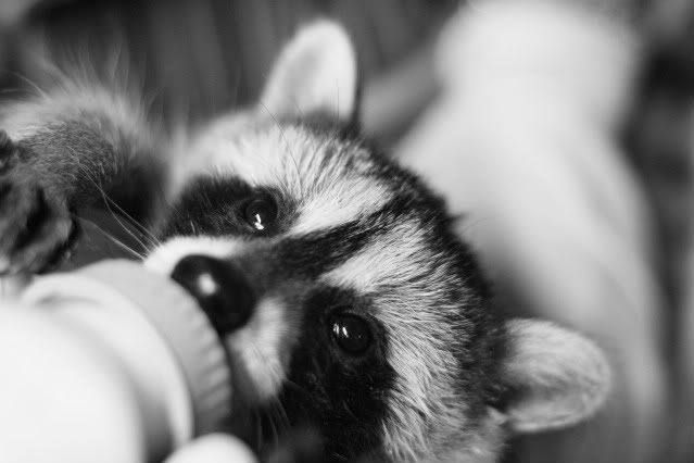 IMAGE: http://i145.photobucket.com/albums/r221/ecotton22/Nature%20Things/IMG_6809-1.jpg