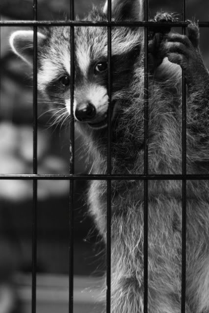 IMAGE: http://i145.photobucket.com/albums/r221/ecotton22/Nature%20Things/IMG_7113_2.jpg