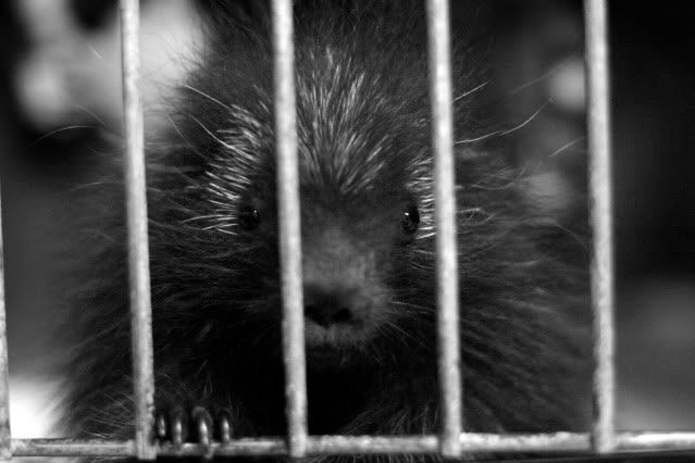 IMAGE: http://i145.photobucket.com/albums/r221/ecotton22/Nature%20Things/IMG_7157_2.jpg