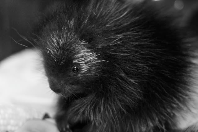 IMAGE: http://i145.photobucket.com/albums/r221/ecotton22/Nature%20Things/IMG_7162_2.jpg