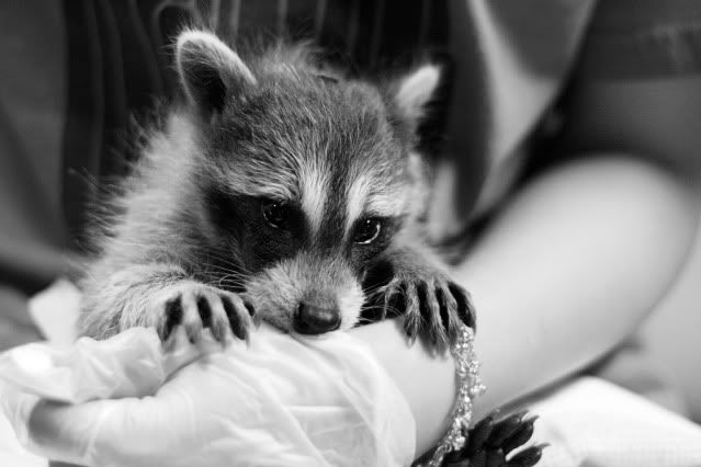 IMAGE: http://i145.photobucket.com/albums/r221/ecotton22/Nature%20Things/IMG_7170_2.jpg