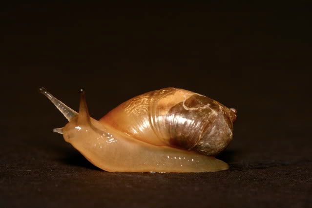 IMAGE: http://i145.photobucket.com/albums/r221/ecotton22/Nature%20Things/IMG_7256.jpg