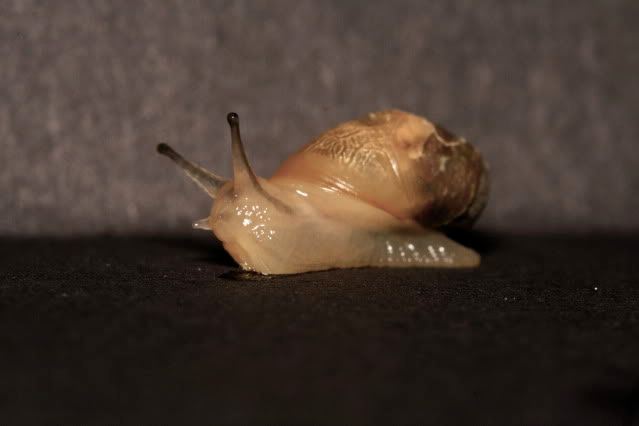 IMAGE: http://i145.photobucket.com/albums/r221/ecotton22/Nature%20Things/IMG_7261.jpg