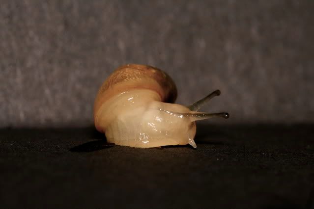 IMAGE: http://i145.photobucket.com/albums/r221/ecotton22/Nature%20Things/IMG_7263.jpg