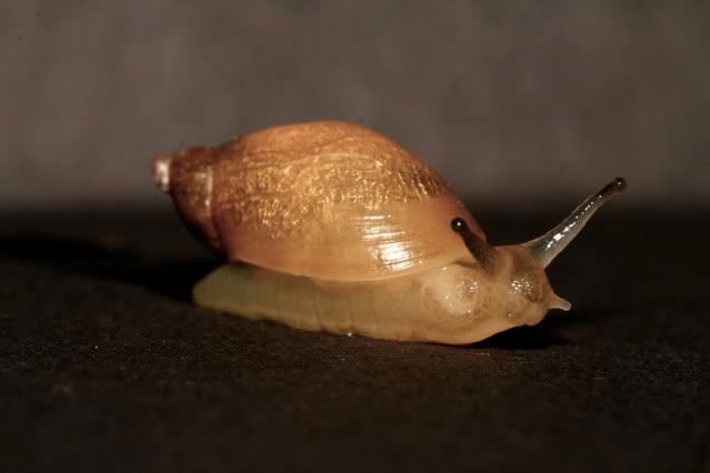 IMAGE: http://i145.photobucket.com/albums/r221/ecotton22/Nature%20Things/IMG_7268.jpg