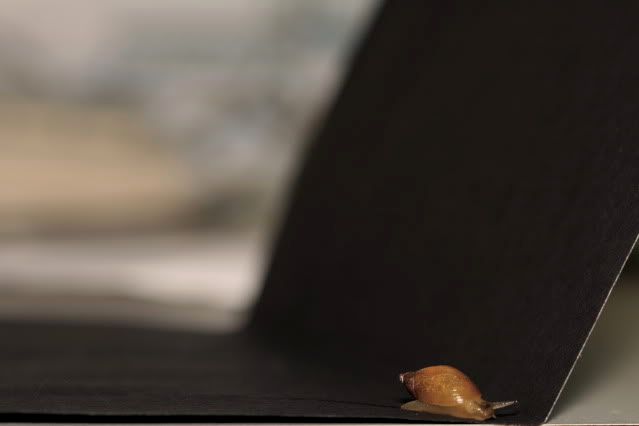 IMAGE: http://i145.photobucket.com/albums/r221/ecotton22/Nature%20Things/IMG_7296.jpg