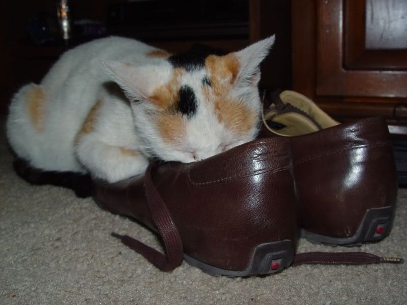 kittie dormida en mi zapato