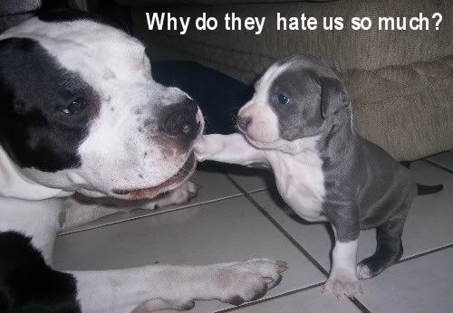 pitbulls Pictures, Images and Photos