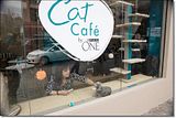 photo Catcafe-10_zpse01e5506.jpg