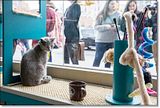 photo Catcafe-12_zps7a48a962.jpg