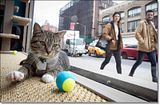 photo Catcafe-1_zps9401477a.jpg