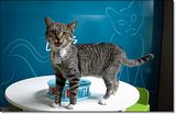photo Catcafe-2_zpsca4e5e41.jpg
