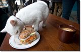 photo Catcafe-3_zpsefe44646.jpg