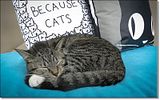 photo Catcafe-4_zps2b807105.jpg