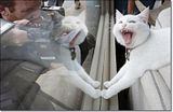 photo Catcafe-5_zpsfeaa9cf9.jpg