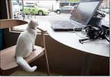 photo Catcafe-6_zpsd371c4e3.jpg