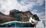 photo Catcafe-8_zps35f7ff67.jpg