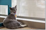 photo Catcafe-9_zpsbc5c704b.jpg