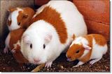 photo Guineapigs-2_zpsc7dad9c0.jpg