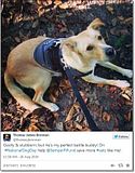 photo Militarycelebratesnationaldogday-11_zps57846426.jpg