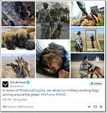 photo Militarycelebratesnationaldogday-3_zps25841464.jpg