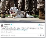 photo Militarycelebratesnationaldogday-4_zps43410145.jpg
