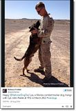 photo Militarycelebratesnationaldogday-8_zps577d6162.jpg