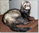 photo ferret-1_zpsbffe2c7b.jpg