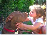 photo pitbull-1_zps3bf6e76a.jpg