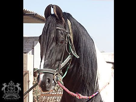 Indian Marwari Horses