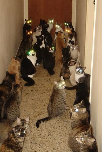 cats_glow-eyes.jpg